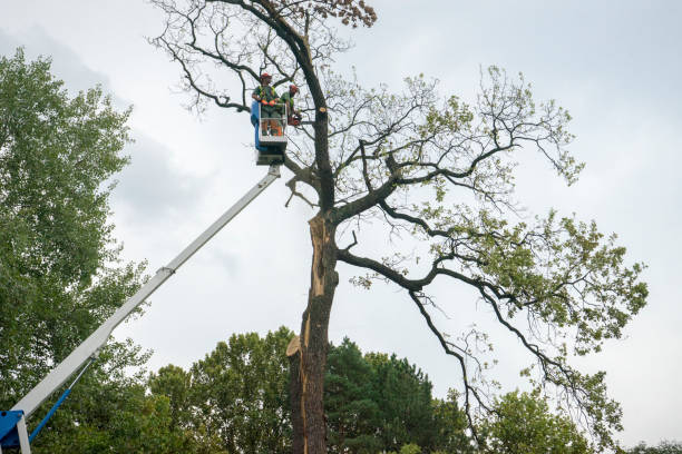 Best Tree Disease Treatment  in USA